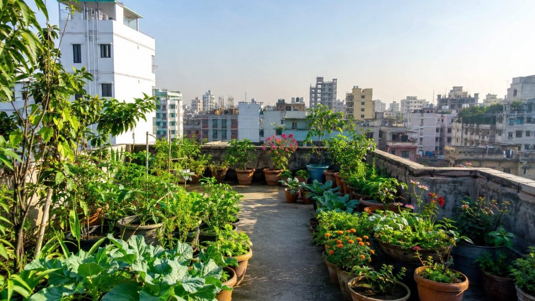 বারান্দা ও ছাদ বাগান