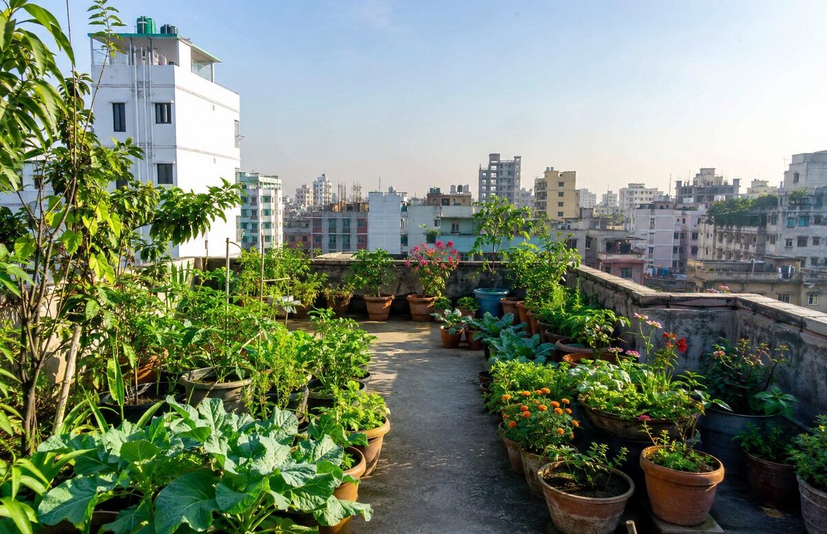 বারান্দা ও ছাদ বাগান