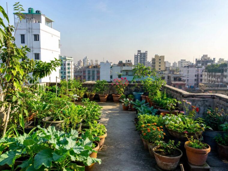 বারান্দা বা ছাদে ছোট বাগান শুরু করার গাইড