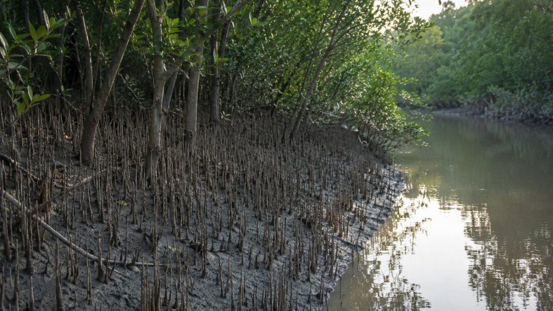 সুন্দরবনের কাদায় জেগে থাকা শ্বাসমূল