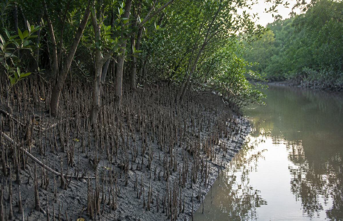 সুন্দরবনের কাদায় জেগে থাকা শ্বাসমূল