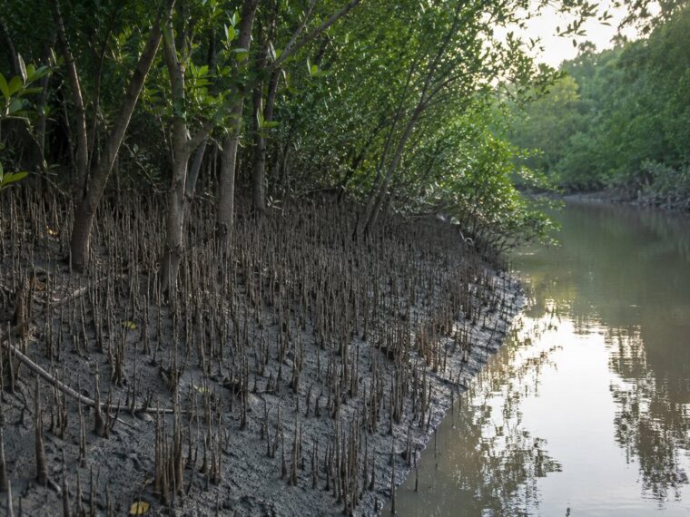 সুন্দরবনের গাছ লবণপানিতে বাঁচে কীভাবে